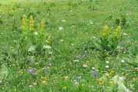 Un alpage bien fleuri Un alpage bien fleuri