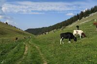 Montée au Pré aux Auges Montée au Pré aux Auges