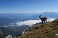 Un des nombreux bouquetins Un des nombreux bouquetins