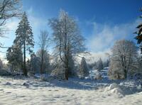 Dans les prés-bois Dans les prés-bois