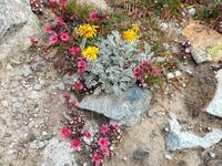 La flore du Vallon de Bonnepierre La flore du Vallon de Bonnepierre